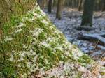 15763 Moss and snow on tree trunk.jpg